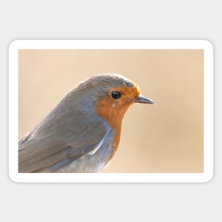 Robin with white feather Sticker